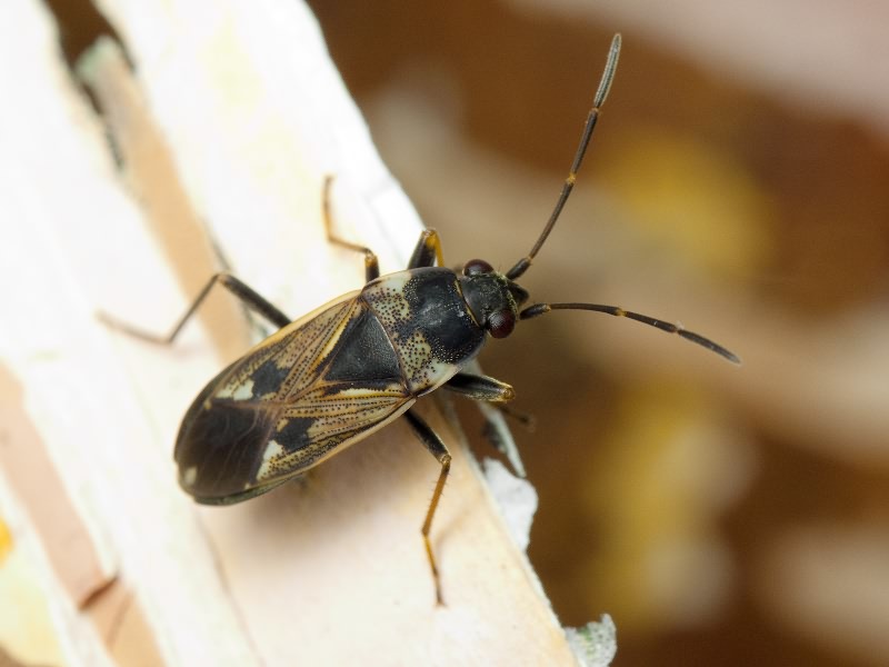 Rhyparochromus vulgaris (Schilling, 1829)